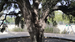 Parc de la carrasca
